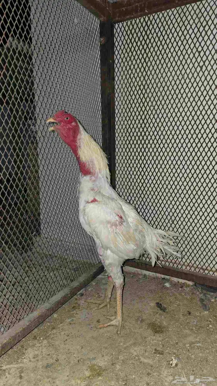 ديك ابيض عمر 10 شهور 0