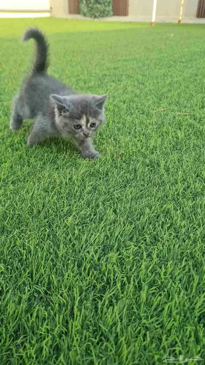 قطط للبيع 10