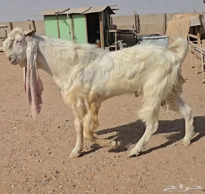 تيس مطور فاخر 3