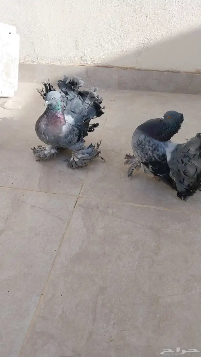 حمام رقاص 3