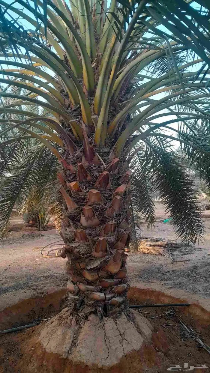 يوجد لدينا جميع انواع النخيل 4