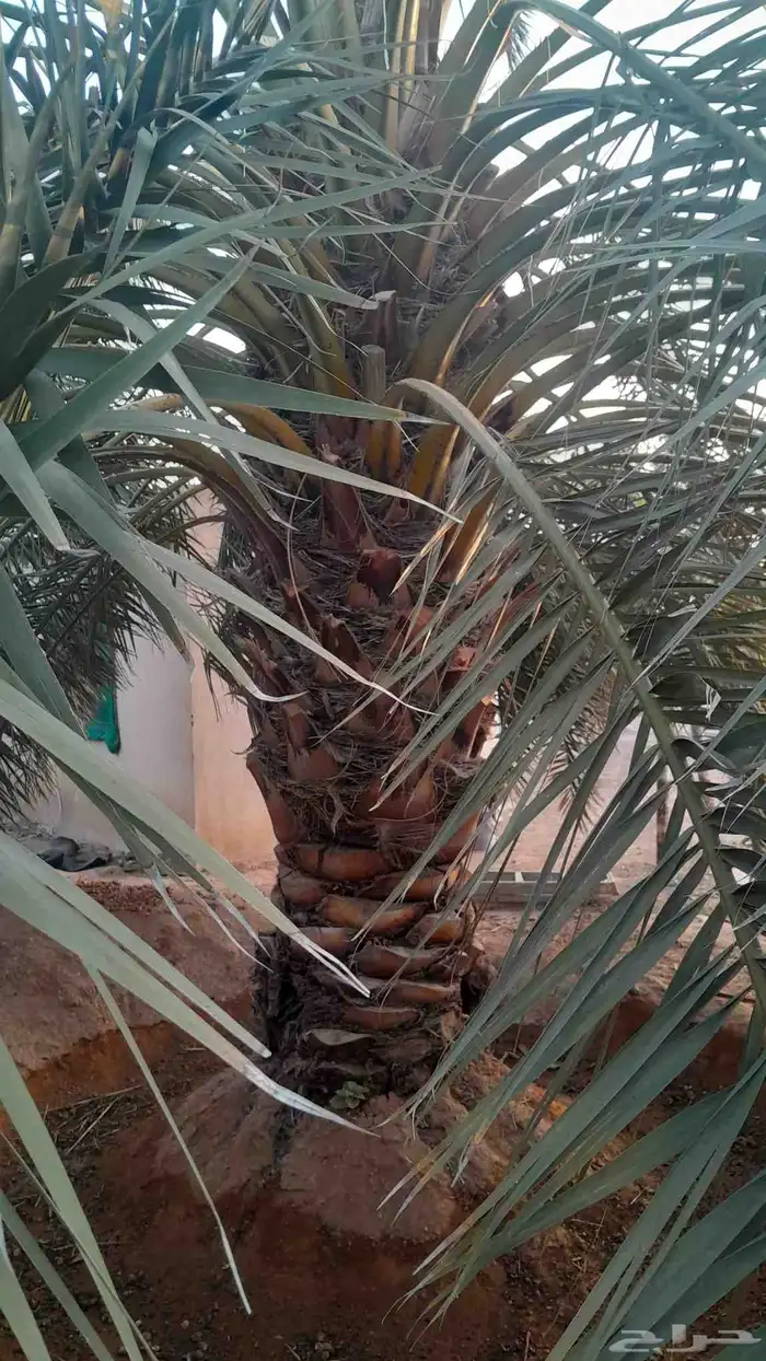 يوجد لدينا جميع انواع النخيل 5