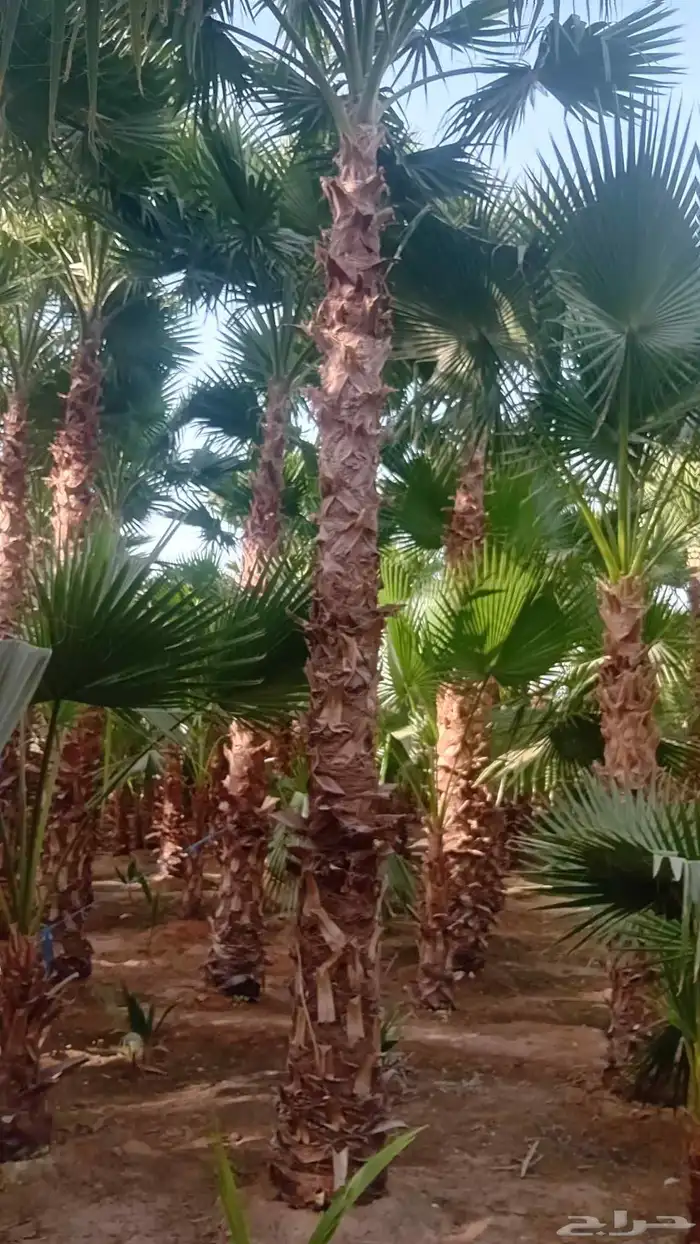 نخل واشنطنيا زينه 2