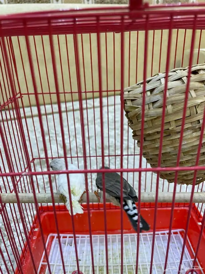عصافير زيبرا لا يجي الا الصامل 2