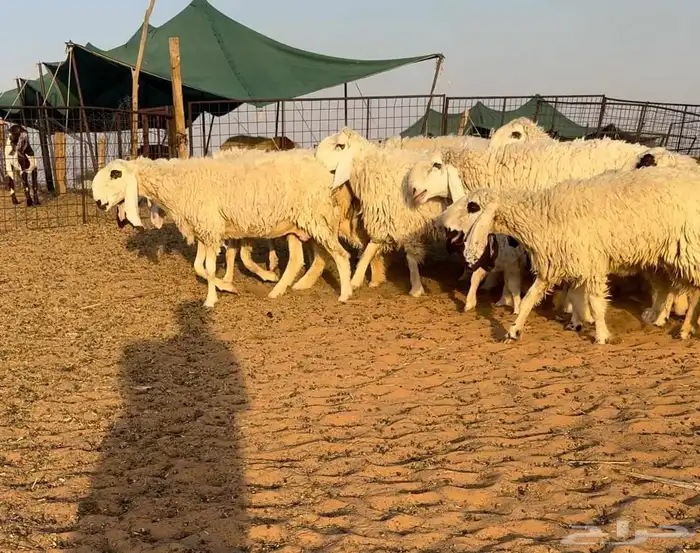 غنم كجلا باكستانيه نوادر 0