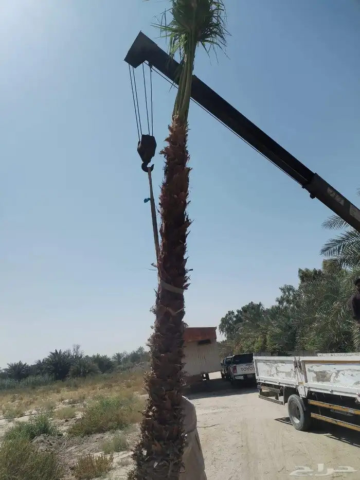 زراعة النخيل الواشنطنوان والأشجار الزينة 0