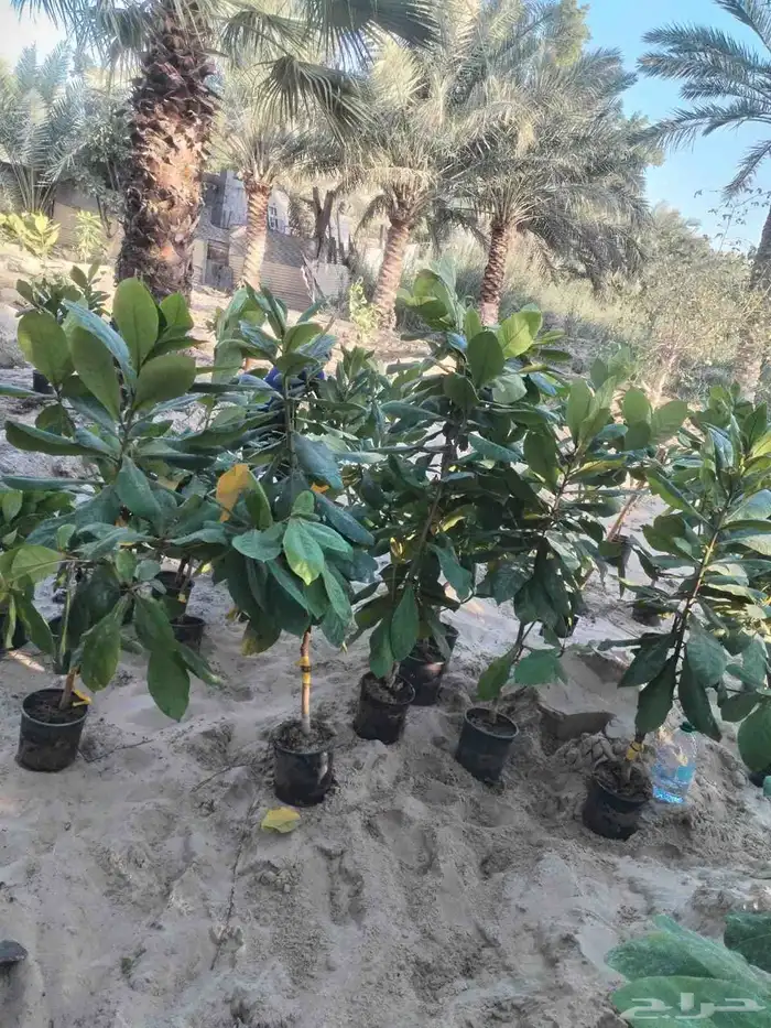 زراعة النخيل الواشنطنوان والأشجار الزينة 3