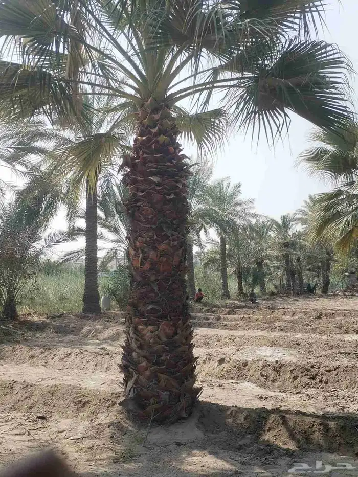 زراعة النخيل الواشنطنوان والأشجار الزينة 2