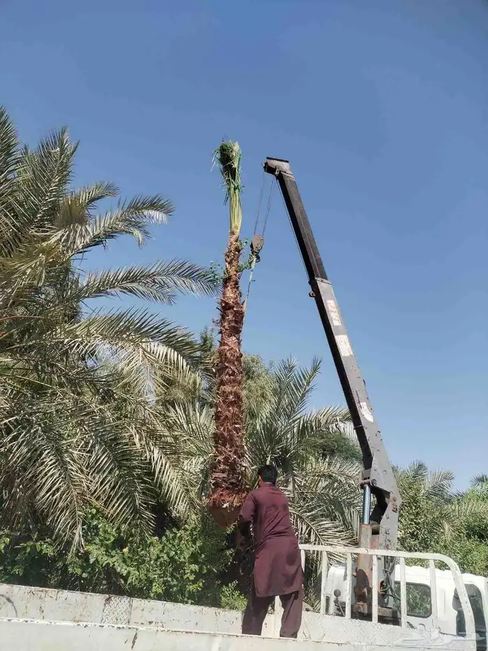 زراعة النخيل الواشنطنوان والأشجار الزينة 1