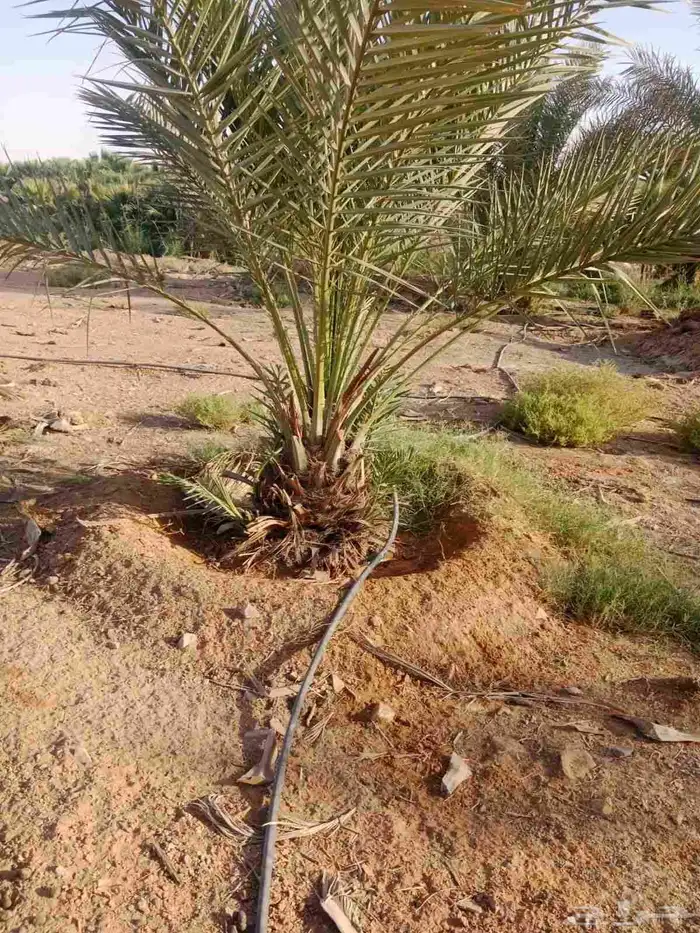 شجر زيتون معمر ونخيل 3