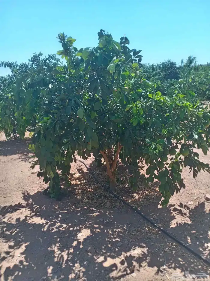 حمضيات يوجد لدينا جميع انواع الحمضيات ونوصل لجميع المناطق 1