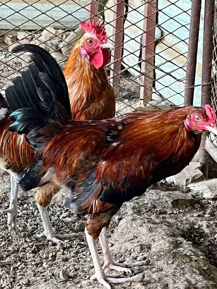 دجاج بلدي 5