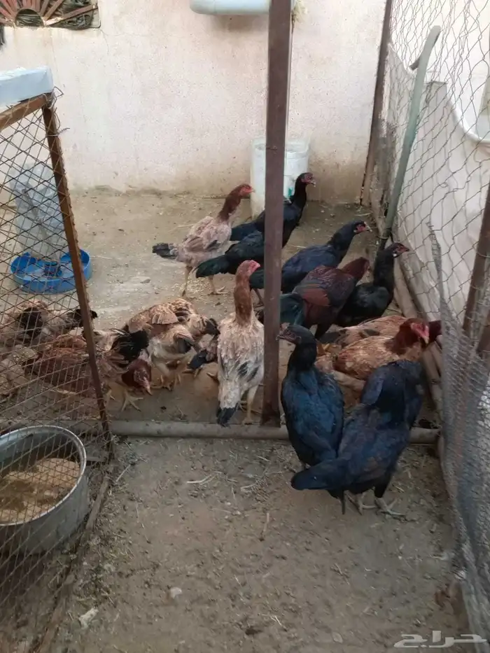 دجاج بكستاني 0