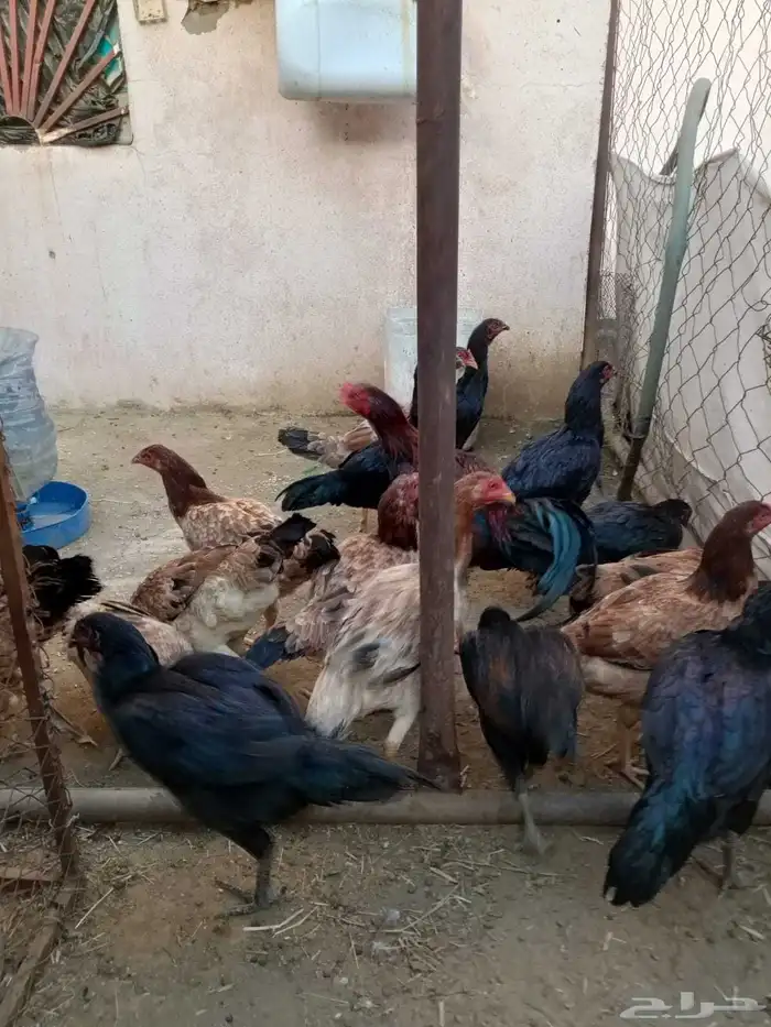 دجاج بكستاني 2