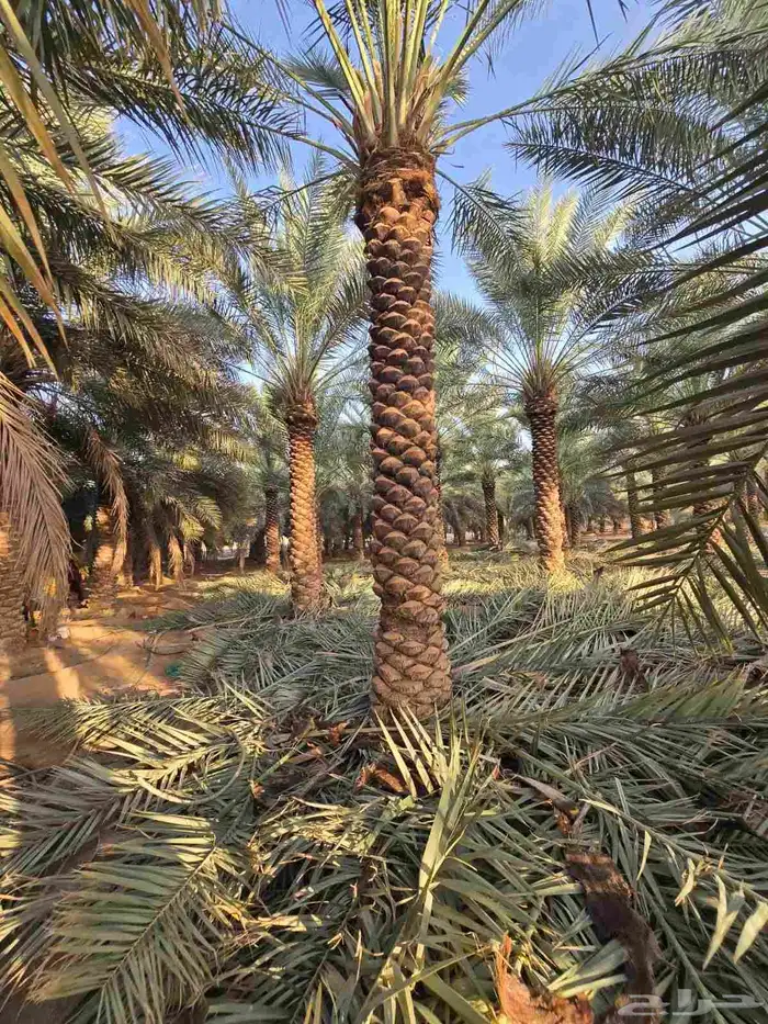 جميع انواع الأشجار والنخيل 3