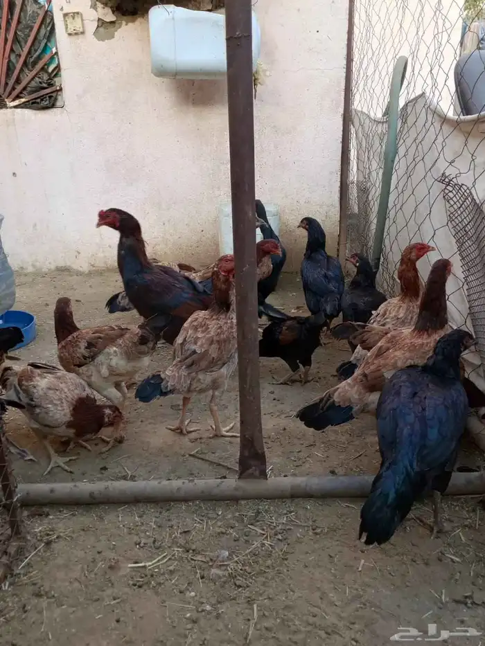 دجاج بكستاني 1