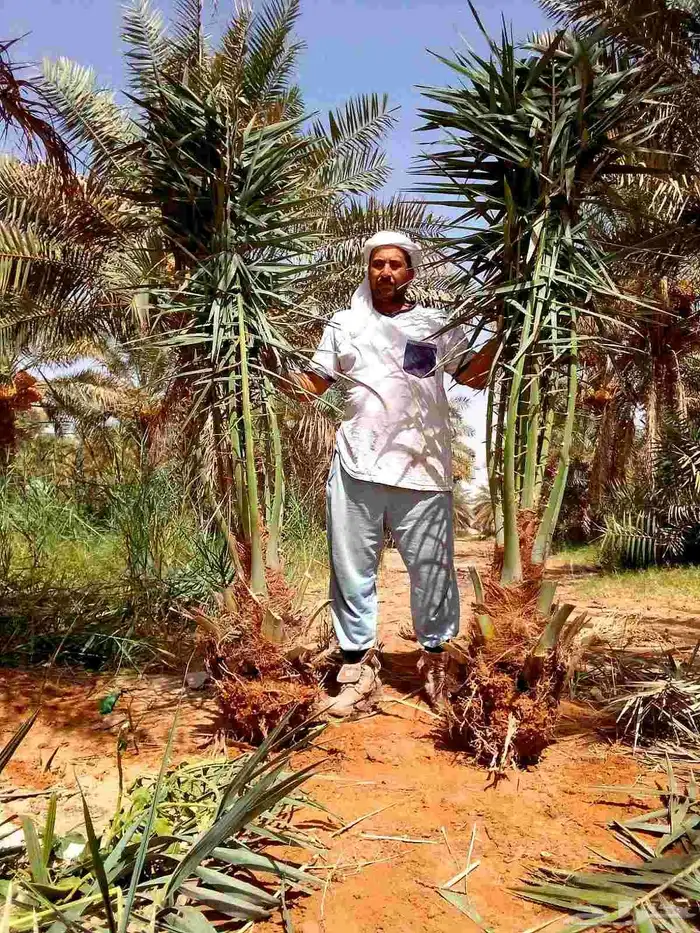 نخل مثمر للبيع فروخ جثايث نقايل صقعي إخلاص مجدول نخل واشنطني 1