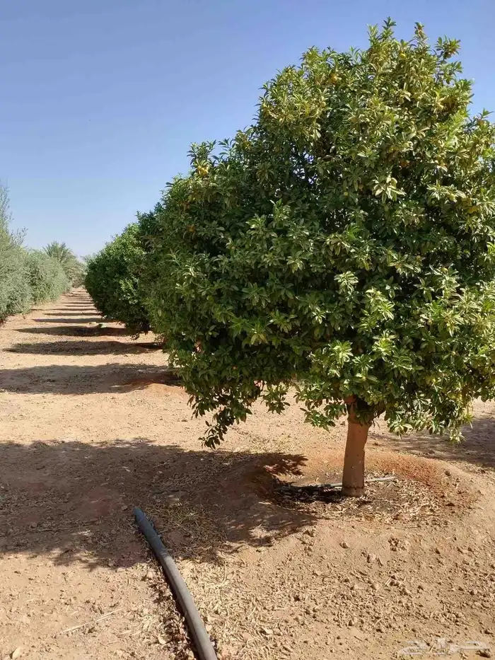 أشجار كمكوكا وبرتقال وليمون ويوسف فندي تين عنب توت وغيرها من 1