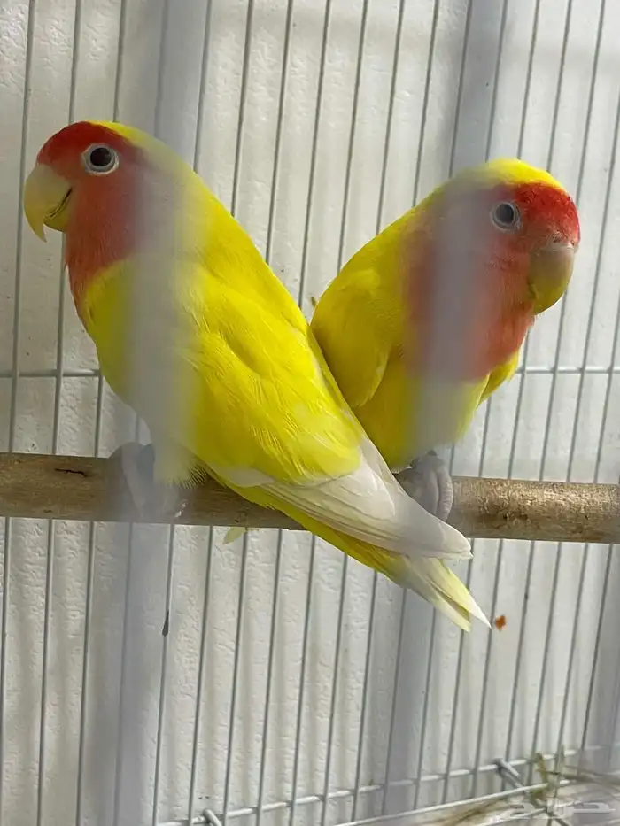 زوج روز منتج 3