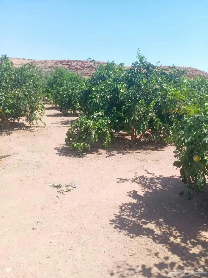 حمضيات يوجد لدينا جميع انواع الحمضيات ونوصل لجميع المناطق 4