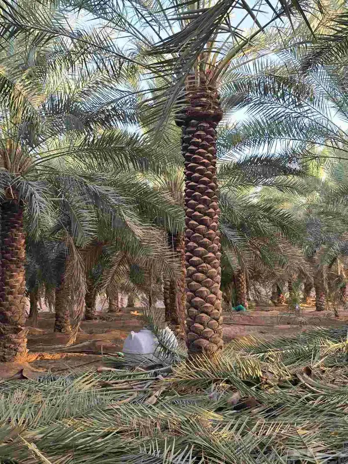 جميع انواع الأشجار والنخيل 6