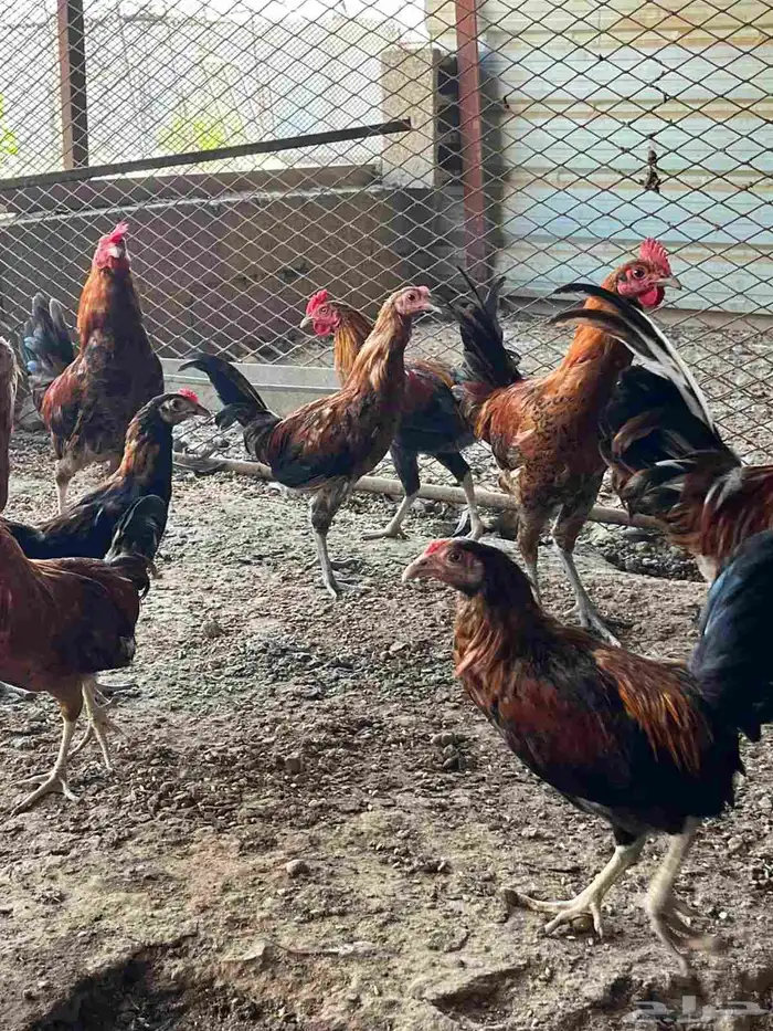 دجاج بلدي 4