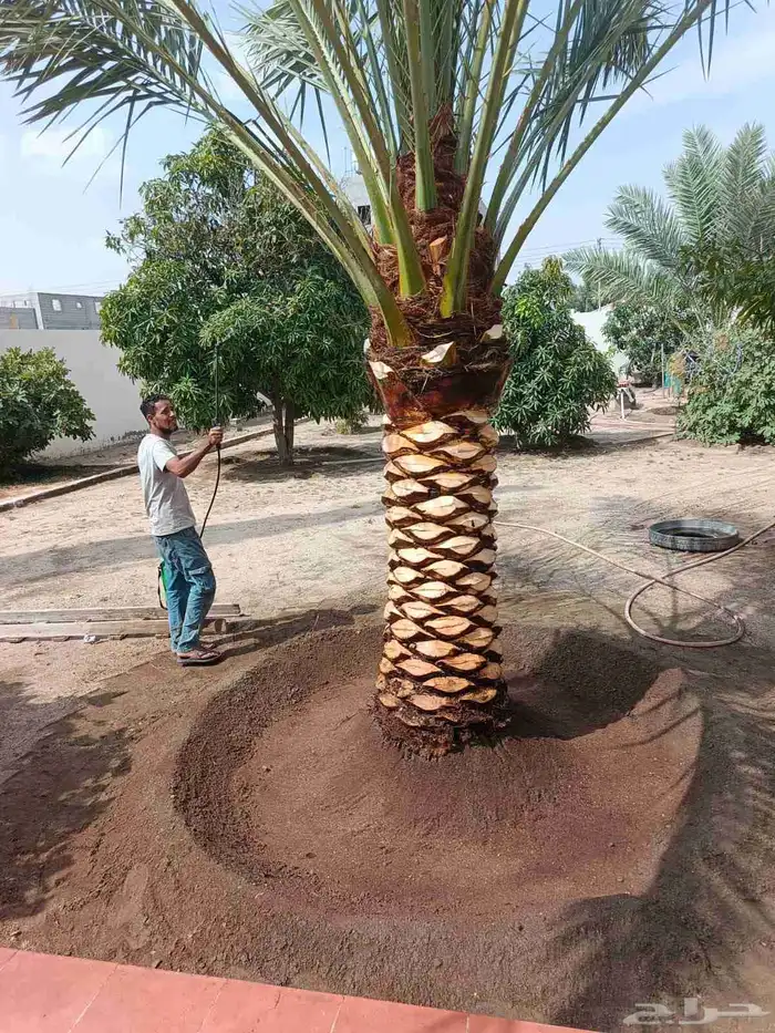 تكريب وتلقيح النخيل 0