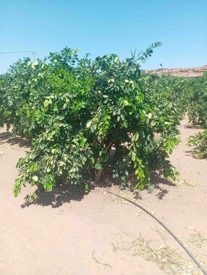 حمضيات يوجد لدينا جميع انواع الحمضيات ونوصل لجميع المناطق 5