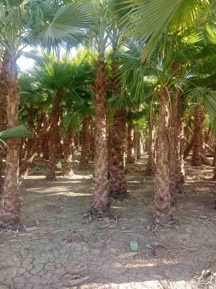 شجر زيتون معمر ونخيل 5