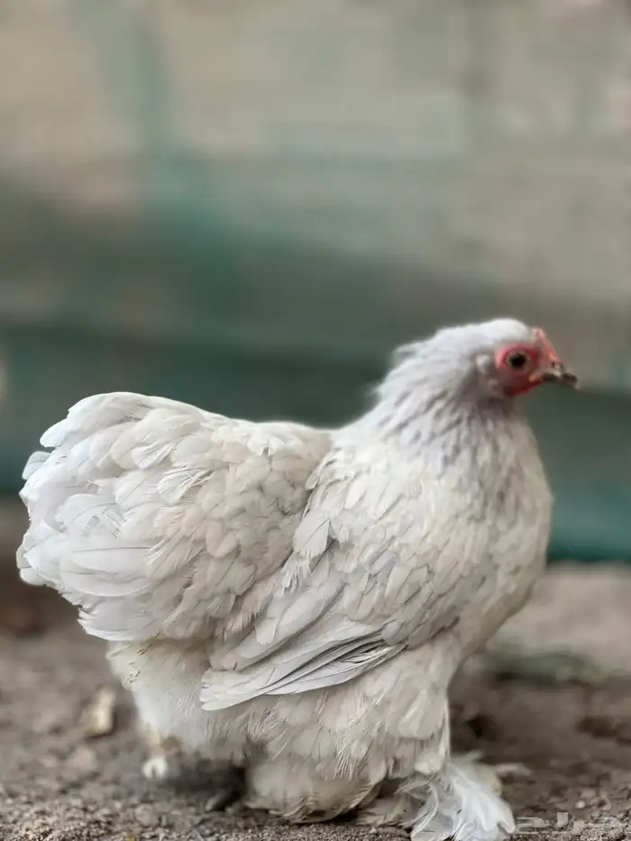 جوز كوشن لافندر 1