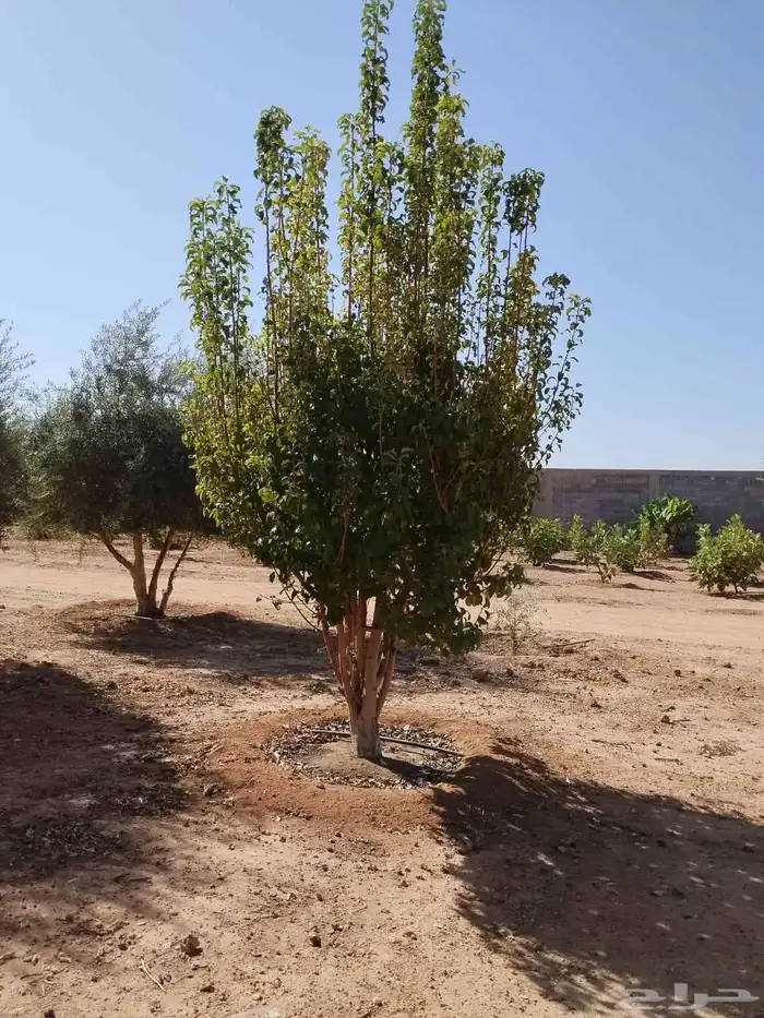 أشجار كمكوكا وبرتقال وليمون ويوسف فندي تين عنب توت وغيرها من 0
