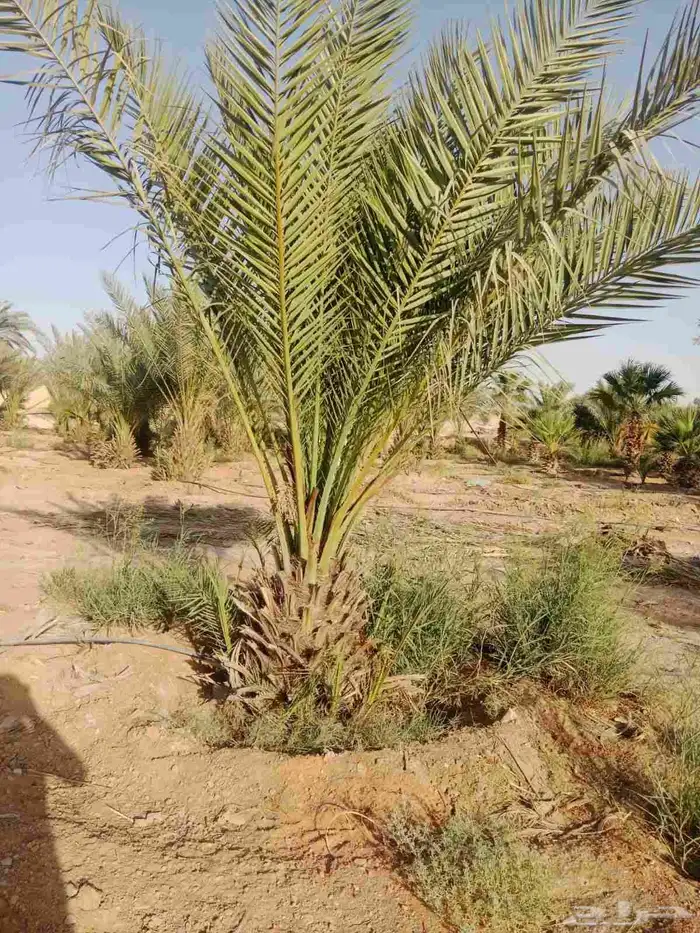 شجر زيتون معمر ونخيل 1