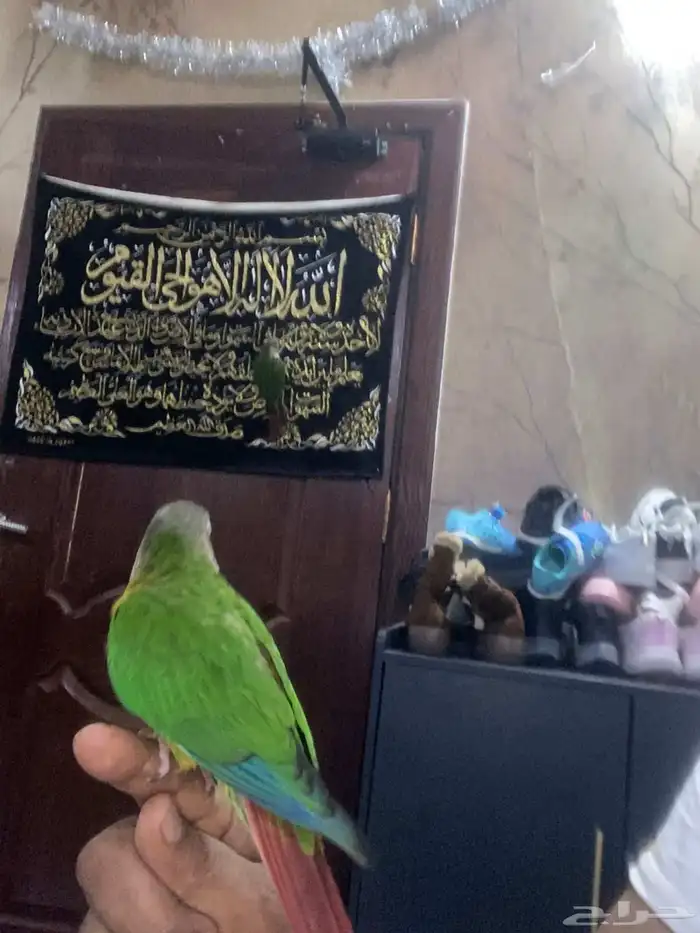 كنيورحبتين هدد اليف عرض عليهم حبتين 1100ريال فقط 4