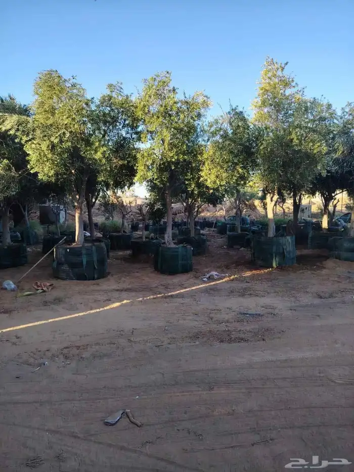 جميع أنواع الزيتون والبرتقال والنخيل 9