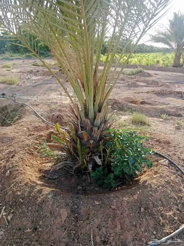 شجر زيتون معمر ونخيل 2