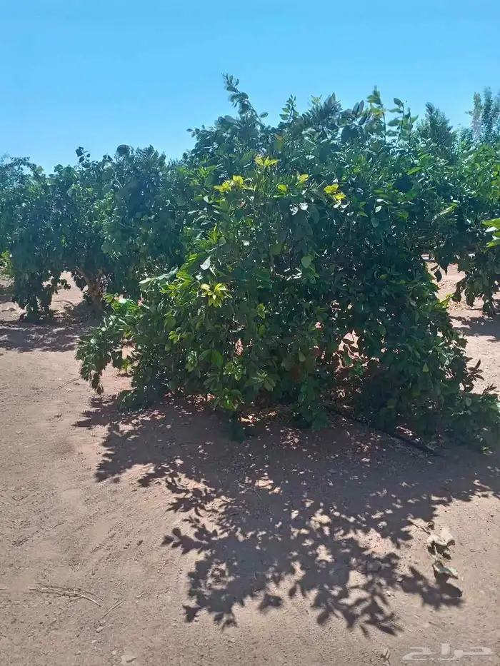 حمضيات يوجد لدينا جميع انواع الحمضيات ونوصل لجميع المناطق 3