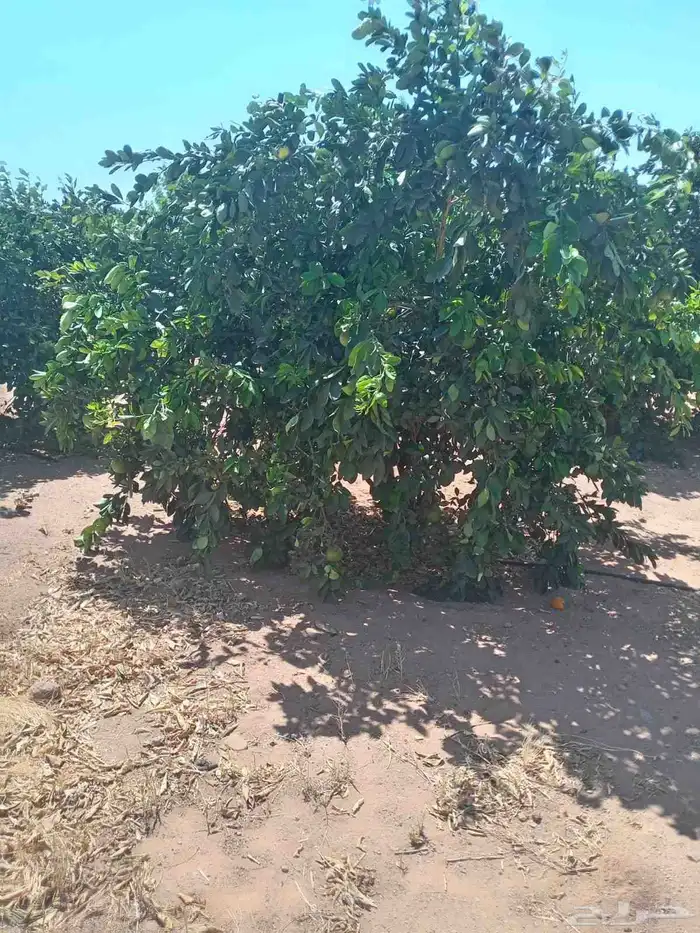 حمضيات يوجد لدينا جميع انواع الحمضيات ونوصل لجميع المناطق 0