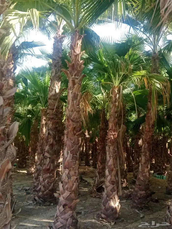 شجر زيتون معمر ونخيل 7