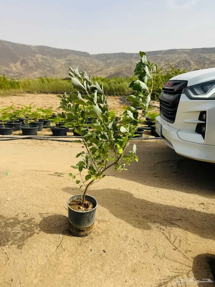 Point of sale for the tree 5