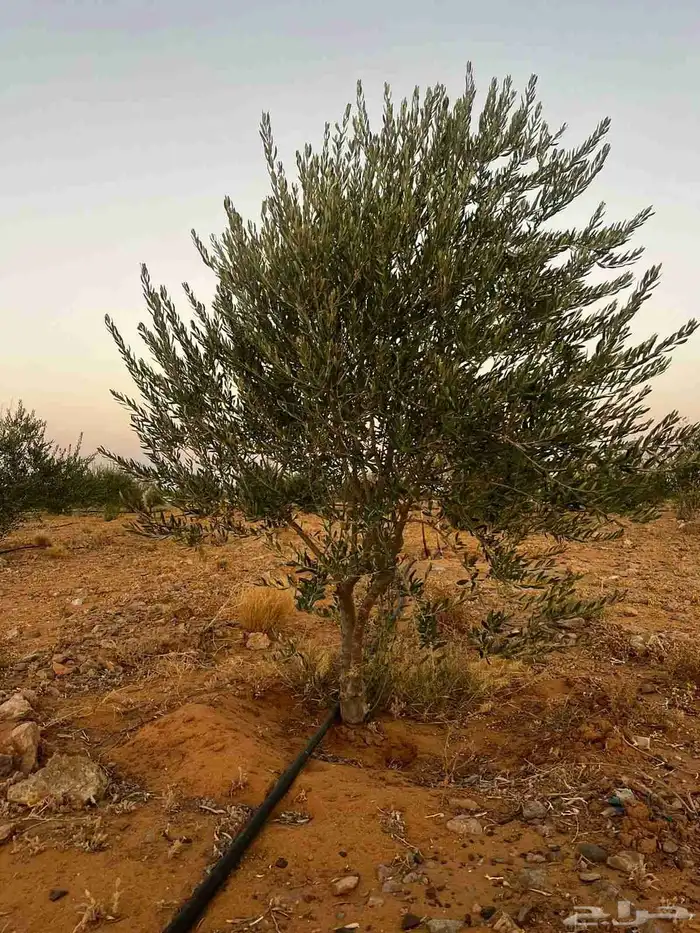 شجر زيتون صوراني محمل جاهز 0
