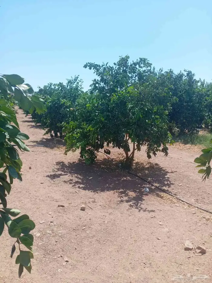 حمضيات يوجد لدينا جميع انواع الحمضيات ونوصل لجميع المناطق 2