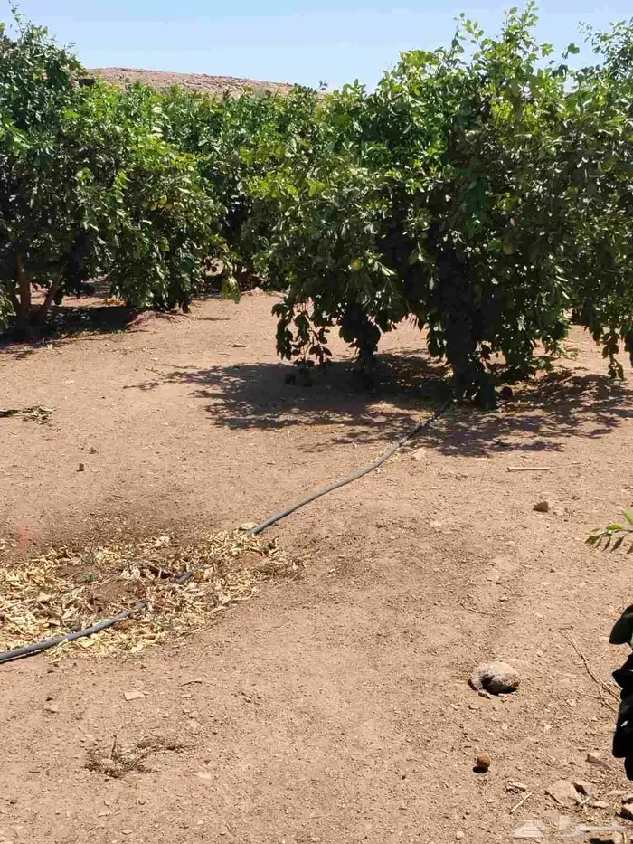 جميع انواع التخيل المثمر والزينه وشنطني ملوكي وجوز هند 2