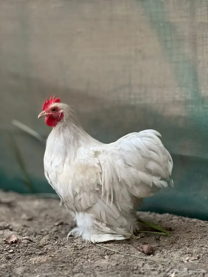 جوز كوشن لافندر 0