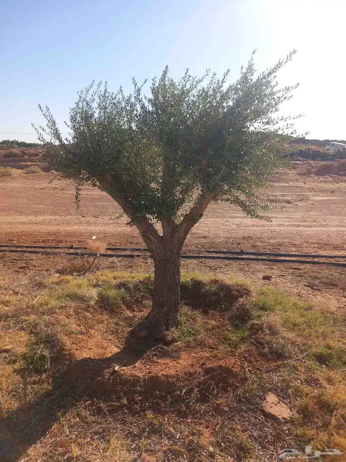 يوجد الدينا زيتون نيبالي درجه اولا وسعار مناسبه 1
