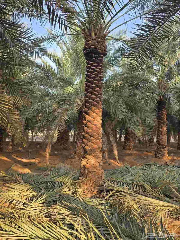 جميع انواع الأشجار والنخيل 5