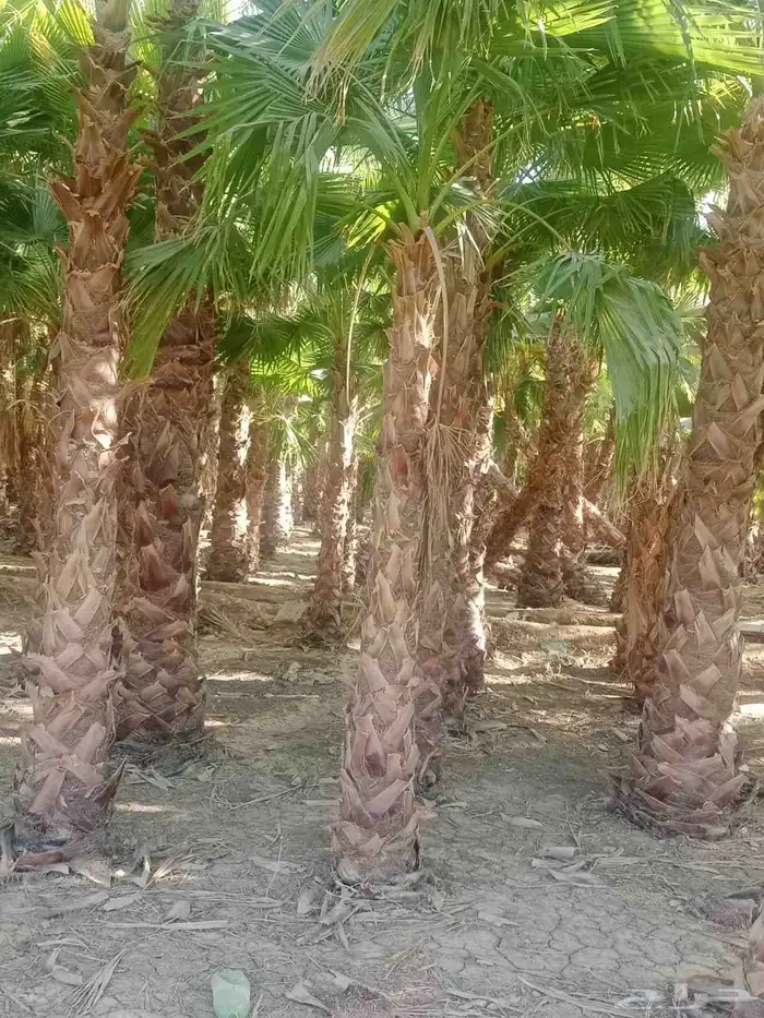 شجر زيتون معمر ونخيل 8