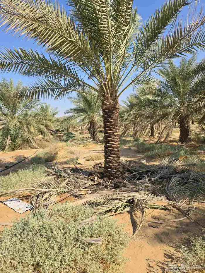 نخل بجميع انواعه نصدر إلى قطر البحرين. الكويت اليمن 2