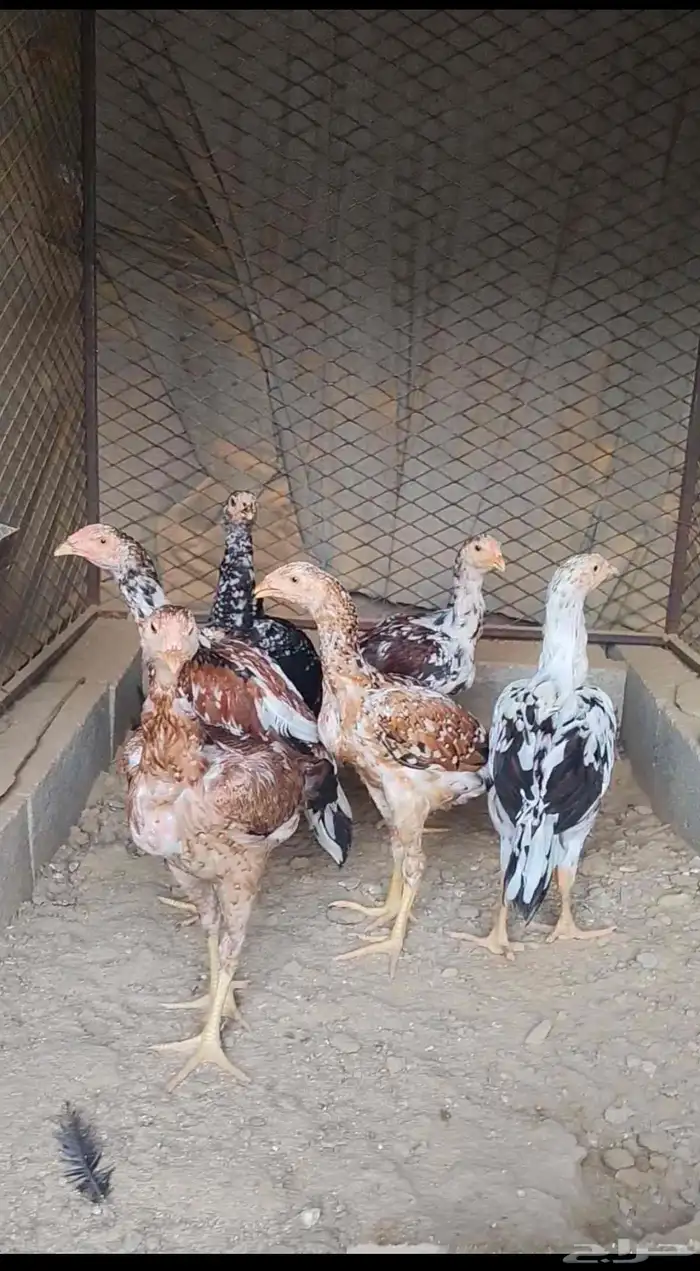 دجاج سندي تم البيع 1