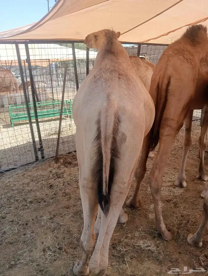 لأصحاب الملاحم والتجار متوفر عندنا قعدان صومالية ممتاازة 3