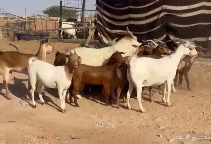ماعز هجين طيبه سعرها مناسب جداا 1